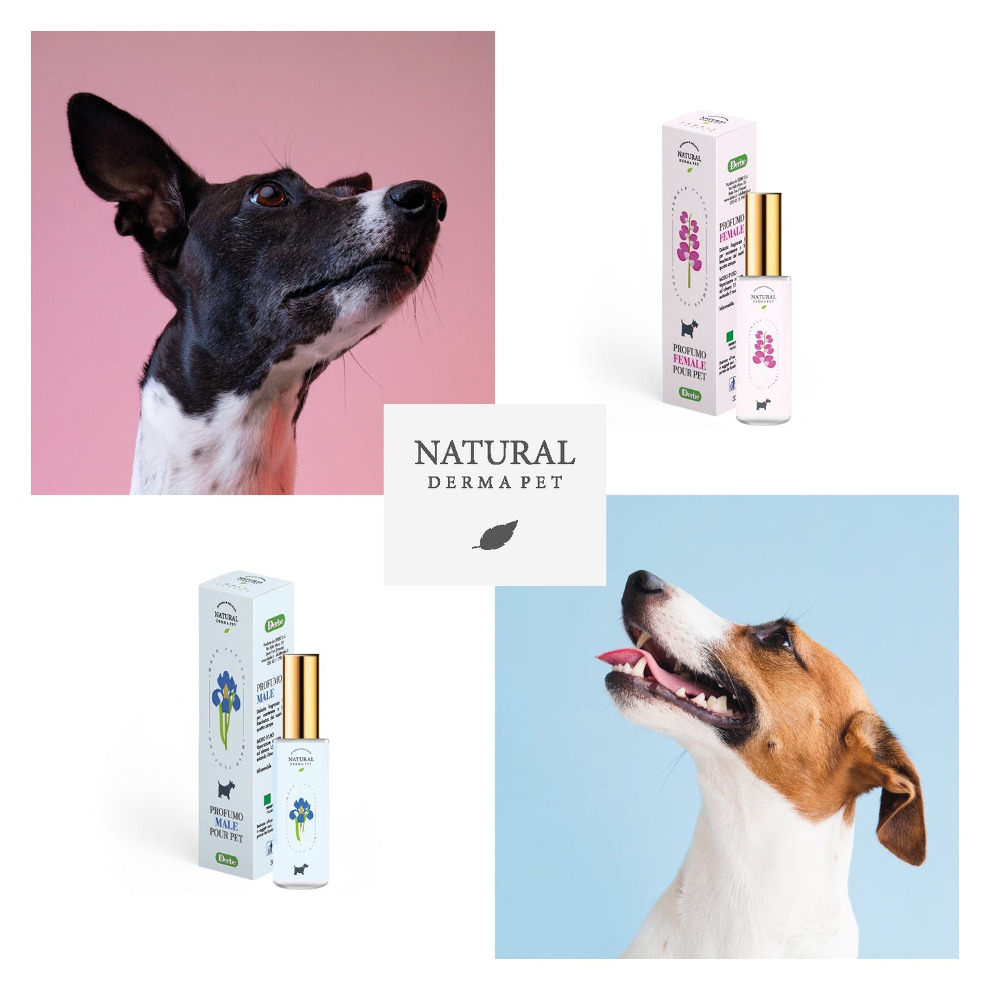 Dog & Cat Perfume for Male – Flower Heart & Amber