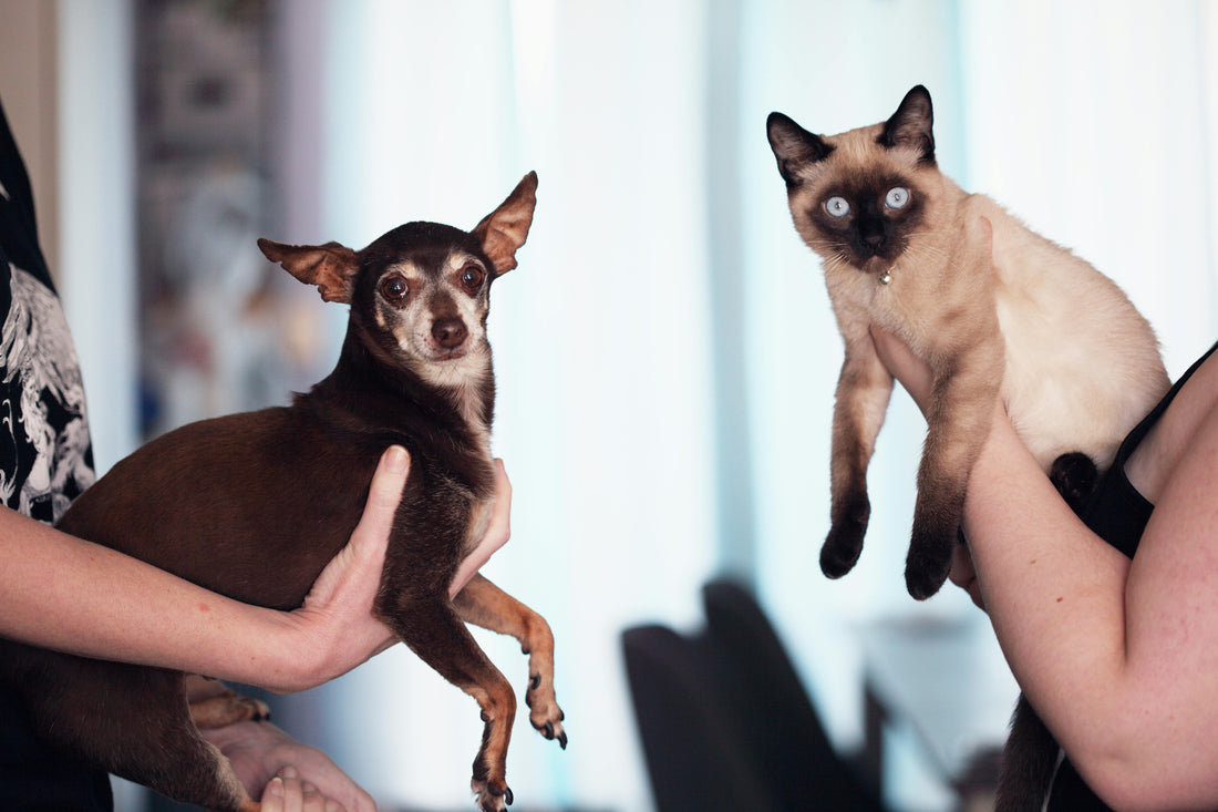 How to Correct Bad Behavior in Dogs and Cats?