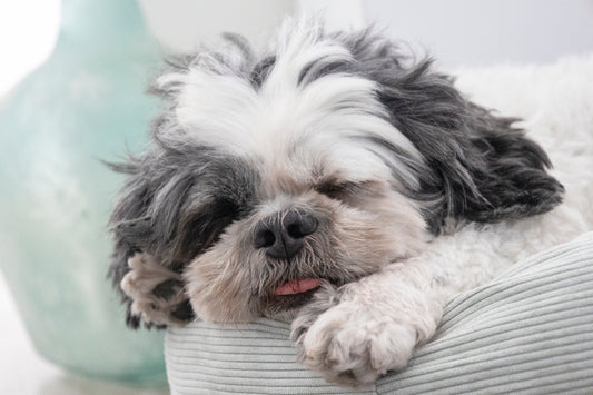 The Ultimate Guide to Pet Care