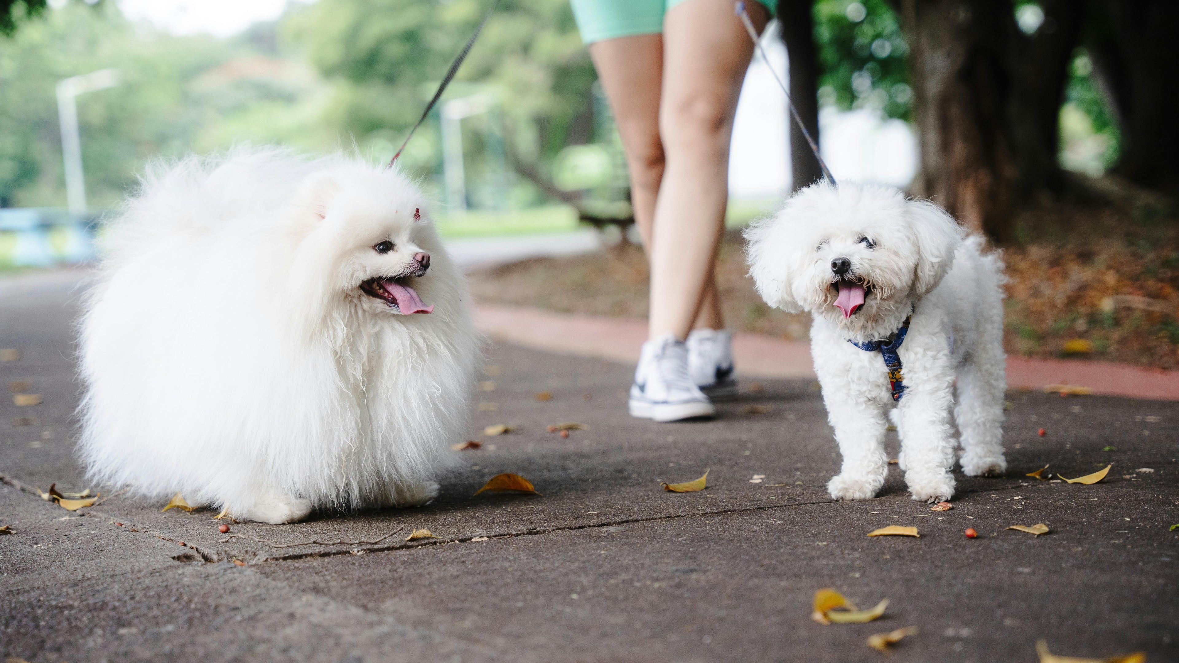 Whitening Dog Shampoos